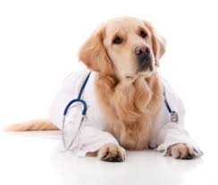 Cabinet Veterinar Cahul