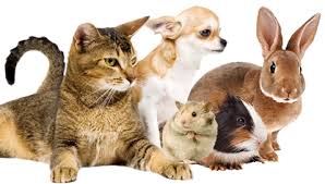 Reprezentant medical