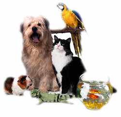 Cabinet Veterinar Falesti