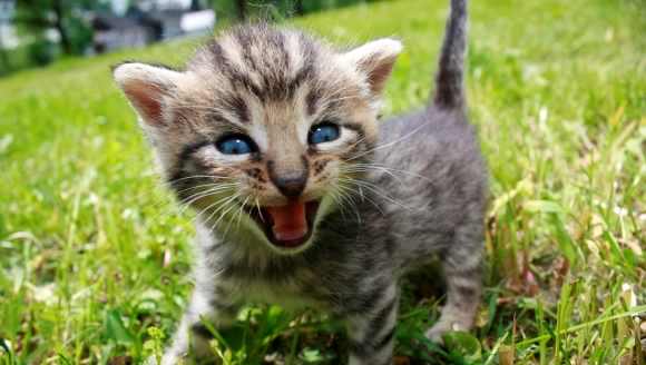 Limbajul corpului la pisicute