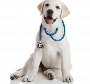 Cabinet Veterinar Cimislia