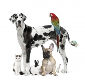 Cabinet Veterinar Calarasi