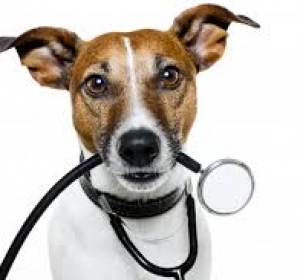 Cabinet Veterinar Calarasi