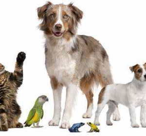 Cabinet Veterinar Causeni