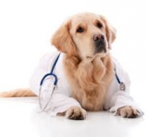 Cabinet Veterinar Causeni