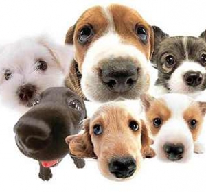 Cabinet Veterinar Botanica Chisinau - Vet-Exotica