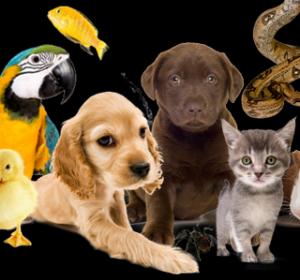 Cabinet Veterinar Botanica Chisinau - Vet-Exotica