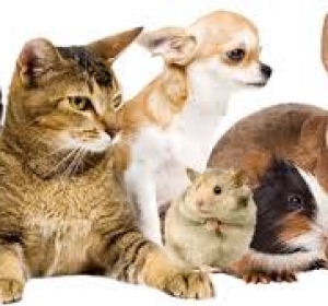 Cabinet Veterinar Cimislia