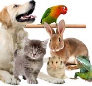 Cabinet Veterinar Cimislia