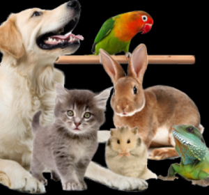 Cabinet Veterinar Dubasari