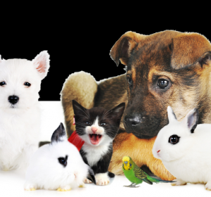 Cabinet Veterinar Falesti