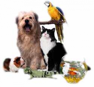 Cabinet Veterinar Falesti